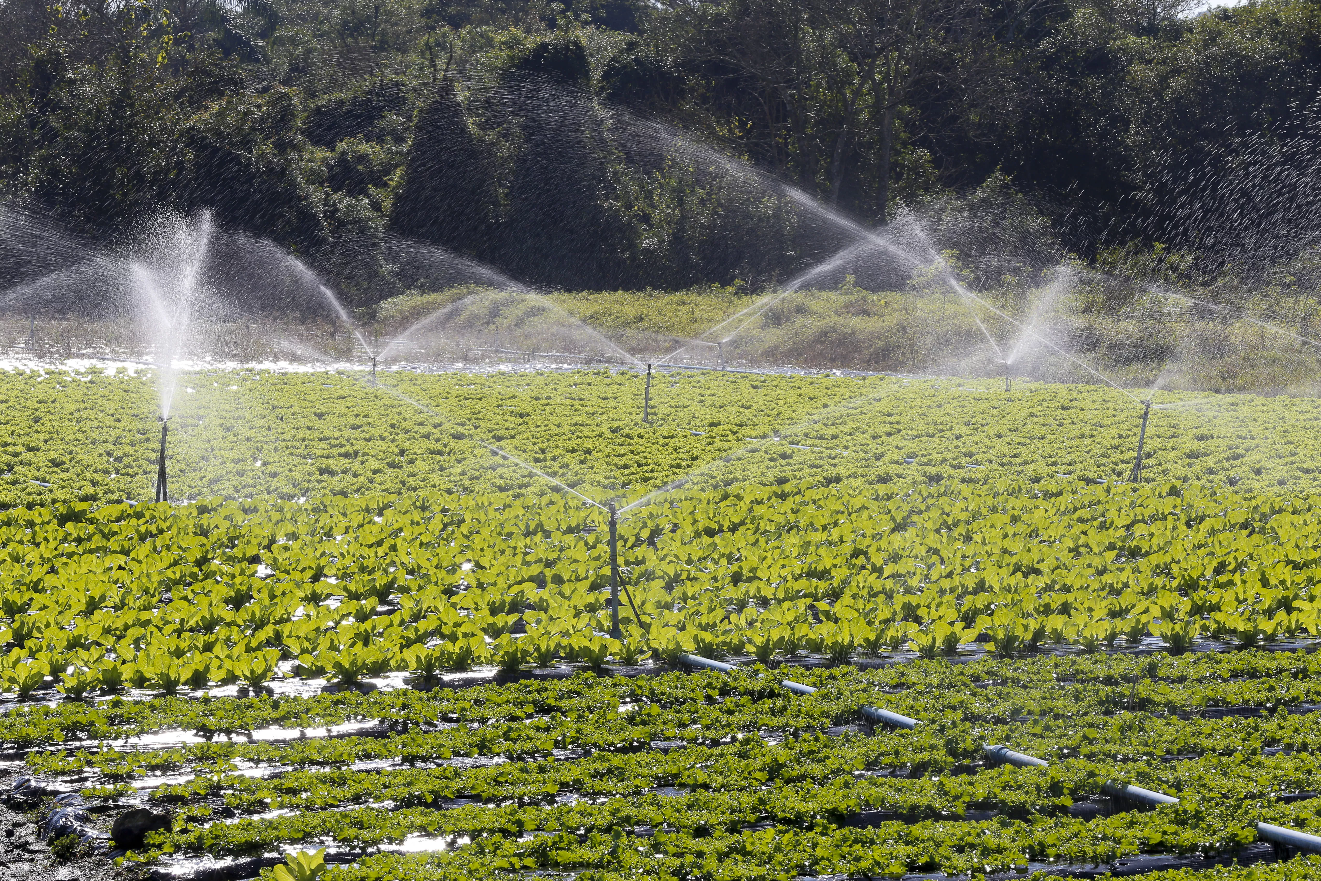 Systèmes d'irrigation